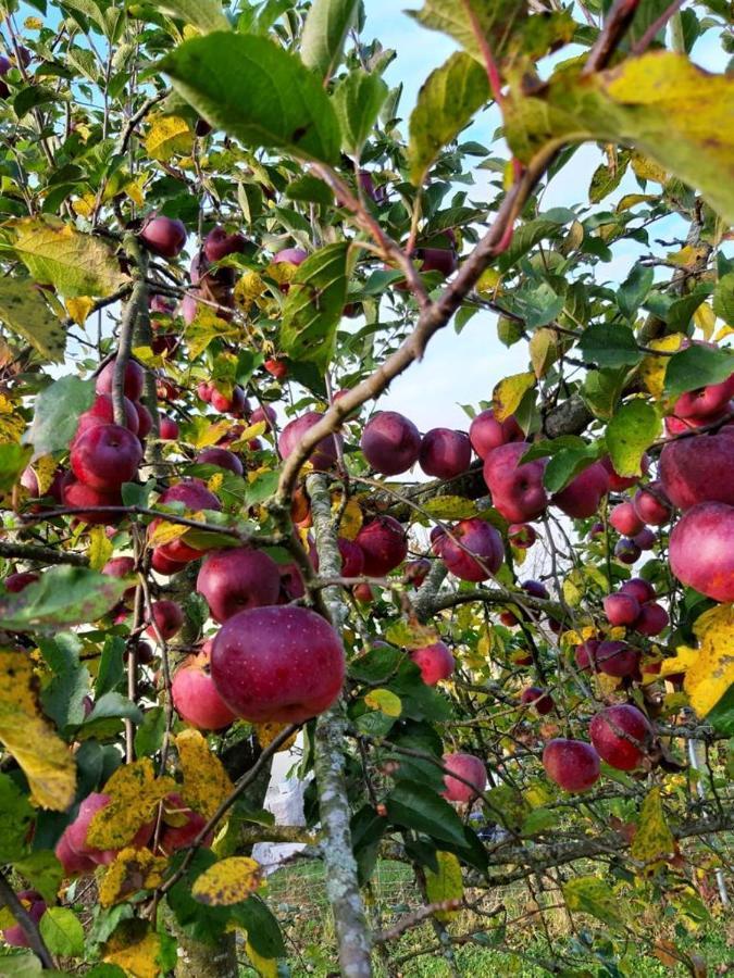 Schoenauerhof- Urlaub Im Gruenen Aber Doch In Der Stadt 파사우 외부 사진